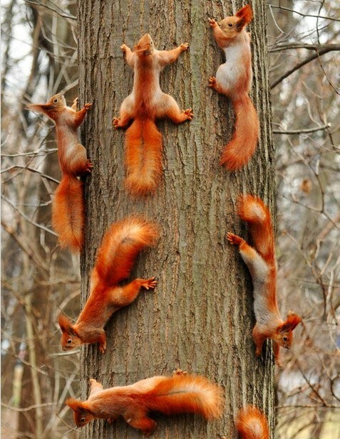 Create meme: squirrel on a tree, protein , common squirrel