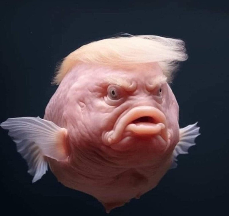 Create meme: fish fish, sad fish, fish with a face