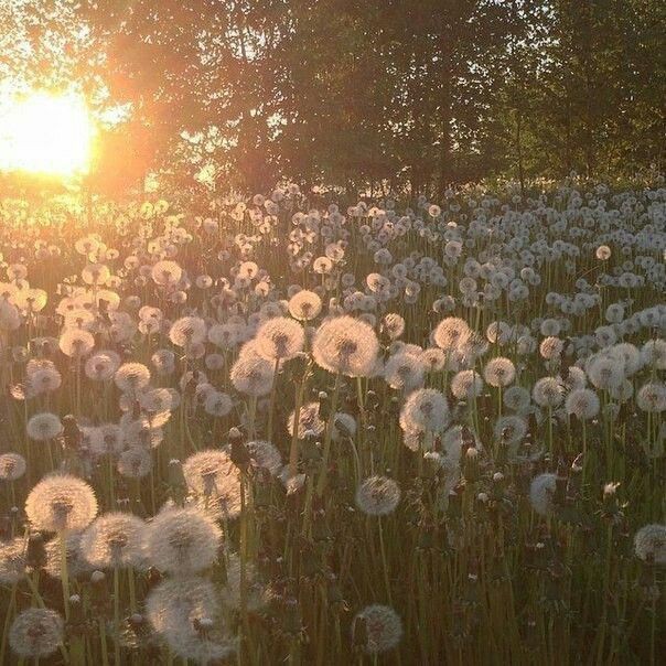 Create meme: a field of dandelions, field of white dandelions, field with dandelions