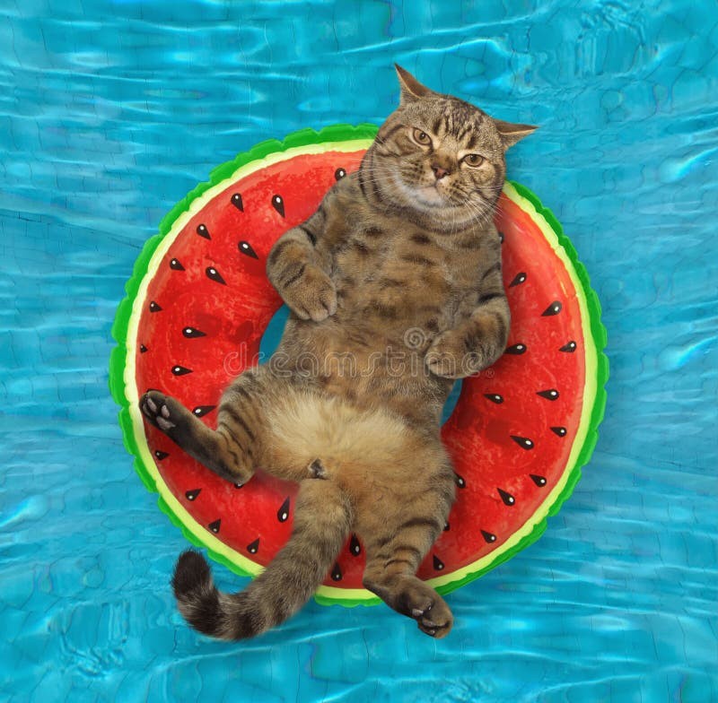 Create meme: a cat with a watermelon, cat , cat 