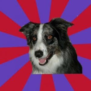 Create meme: dog, dog, border collie