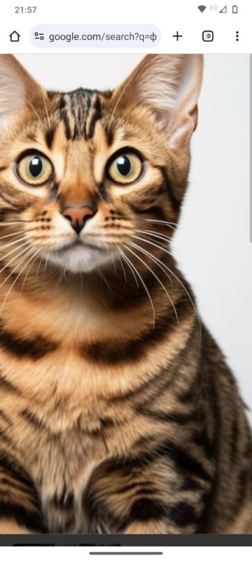 Create meme: cat , toyger cat, Bengal cat