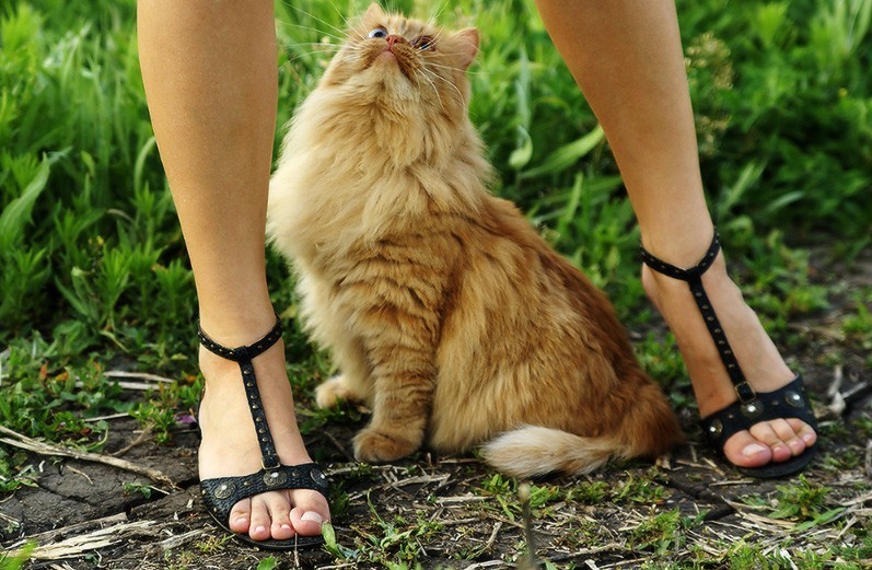 Create meme: cats and women's legs, pussy humor, The red-haired Maine Coon cat