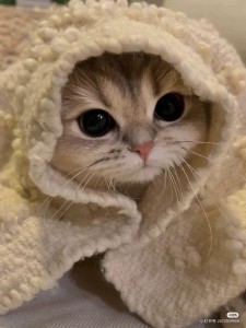 Создать мем: милые котята в одеяле, милые животные, няшные котики