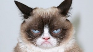Create meme: the most Snuffy cat ever, grumpy cat, grumpy cat