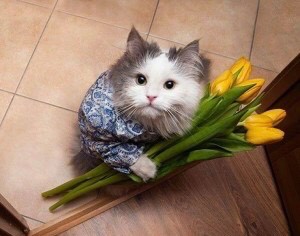 Create meme: cat with flowers, cat with a bouquet, cat with a bouquet of flowers