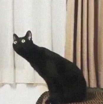 Создать мем: кот кот, black cat, кот