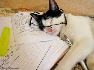 Create meme: cat scientist, tired cat