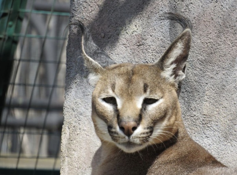 Create meme: caracal, a desert lynx, breed of caracal, the cat of the breed caracal