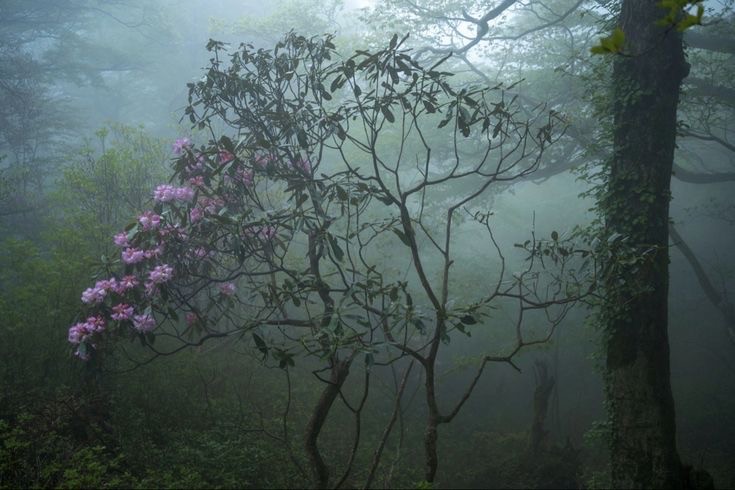 Create meme: rhododendron ledebura maralnik, fog nature, bagulnik rhododendron