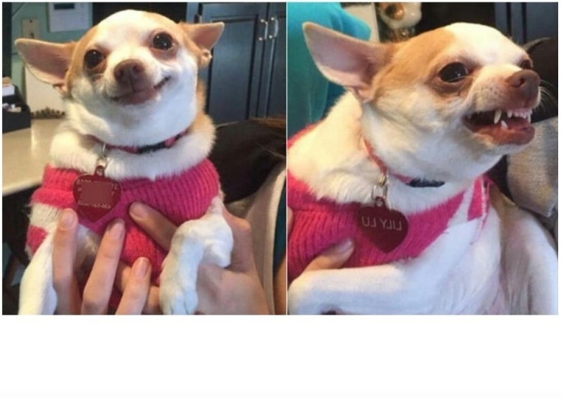 Create meme: funny Chihuahua, Chihuahua memes, evil Chihuahua meme