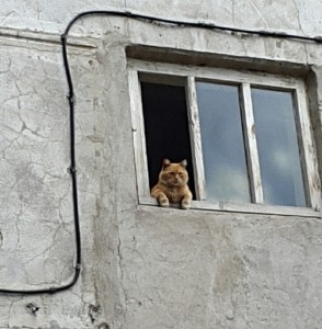 Create meme: the cat in the stairwell, man and cat at the window, white cat on the window