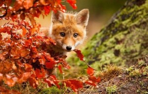 Create meme: 4 foxes, animals, autumn red leaves