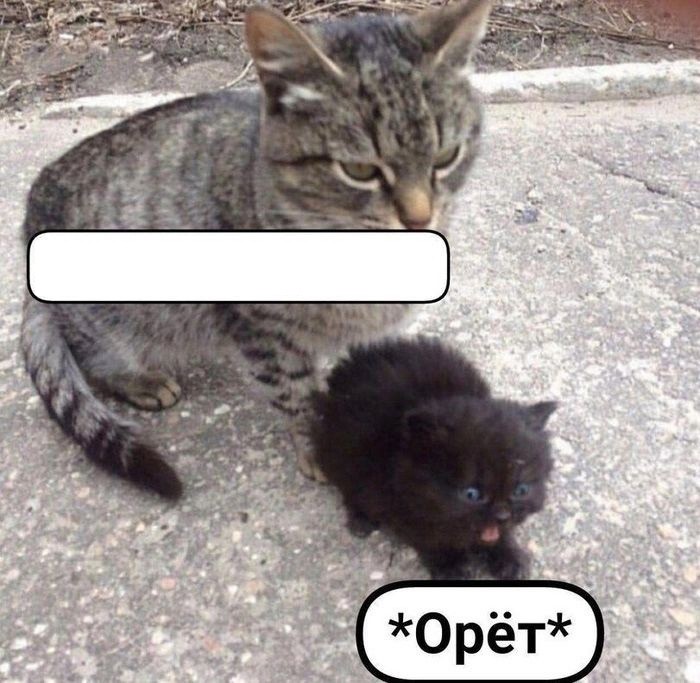 Создать мем: коты домашние, котик, кошка