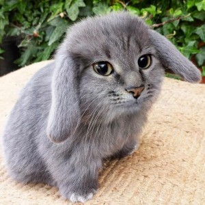 Create meme: Scottish fold cat blue, Scottish fold cat, dwarf rabbit