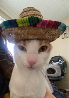 Создать мем: животные милые, кот в мексиканской шляпе, кот в мексиканской шляпе мем