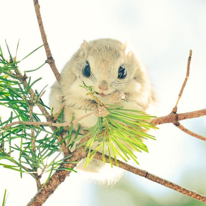 Create meme: japanese flying squirrel, the flying man, Japanese the flying squirrel