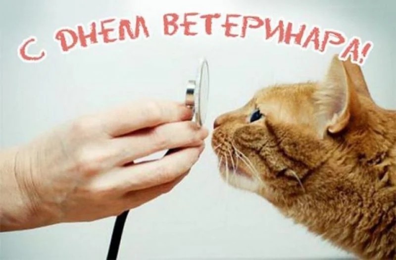 Create meme: veterinary, cat veterinary, veterinarian