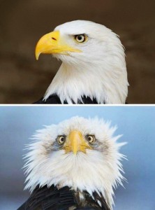 Create meme: eagle, bald eagle, bald eagle full face