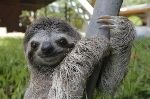 Create meme: in the air, animal sloth, sloth