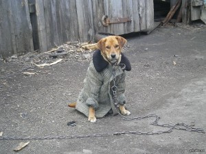 Create meme: photo of dog in a coat on the chain, the grandmother in the village, the dog Vladimir