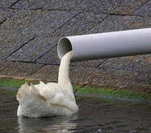 Create meme: swans on the lake, bird Swan, Swan