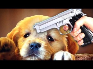 Create meme: puppies, animals, Dog