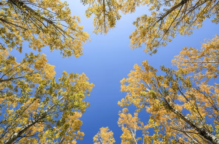 Create meme: Sky through the trees, foliage autumn, golden birch autumn