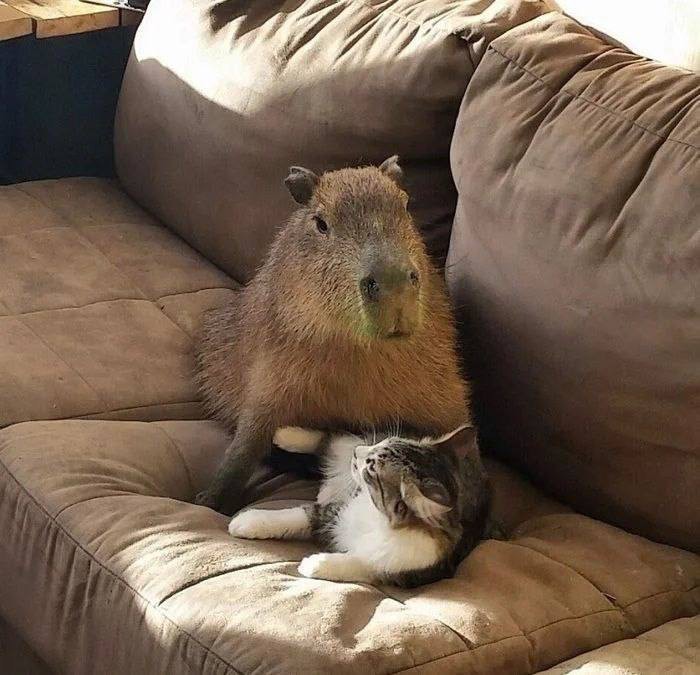 Create meme: the capybara family, homemade capybaras, rodent capybara