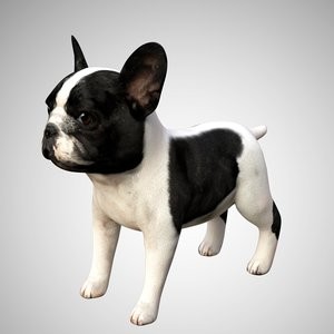 Create meme: french bulldog, French bulldog