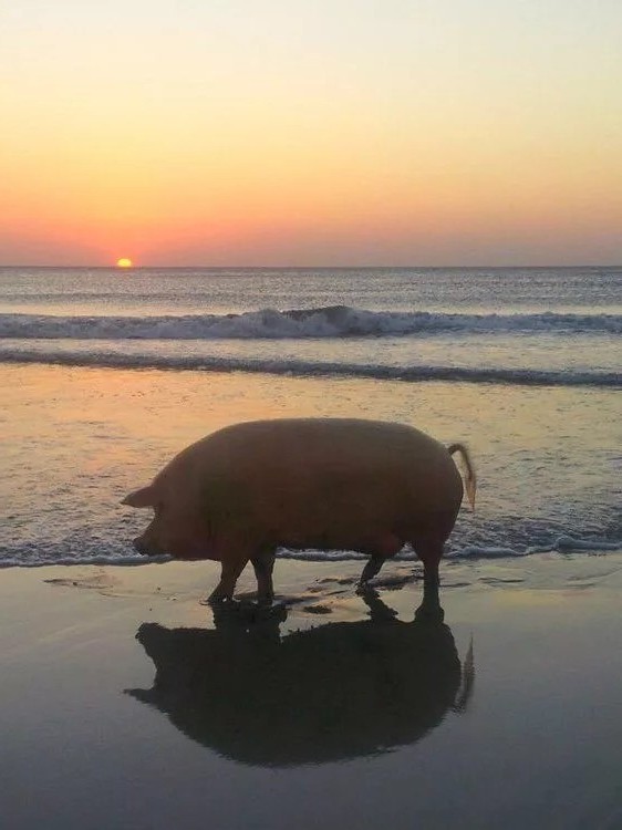 Create meme: Pig in the sea, pig on the beach at sunset, pig at sunset