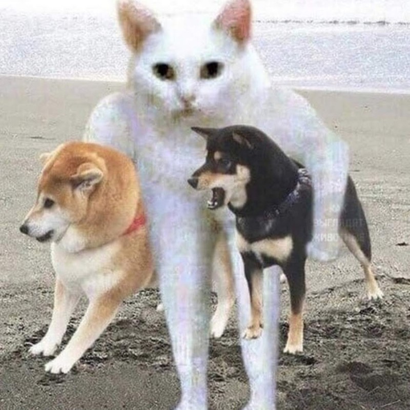 Create meme: Dogs, we're leaving, Shiba Inu is black, Akita inu 