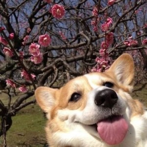 Create meme: puppy Welsh Corgi, Corgi