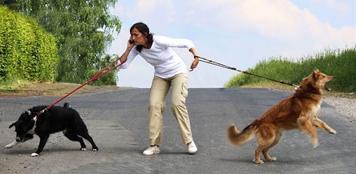 Create meme: dog on a leash, the dog pulls the leash, guide dogs