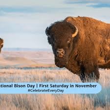 Create meme: bison in north america, bison bison, bison