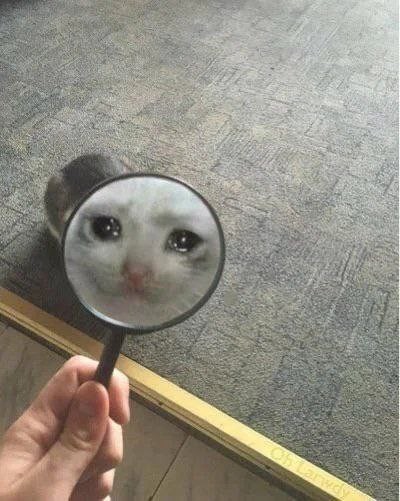 Create meme: meme cat , kisulkin lapkins, cat with a magnifying glass