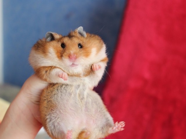 Create Meme Cute Hamsters Fat Hamster Hamster Pictures Meme Arsenal Com