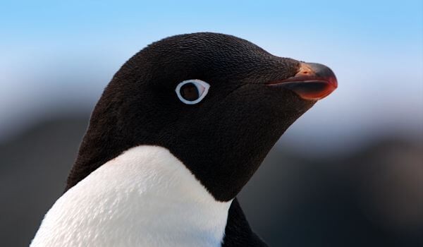 Create meme: penguins penguin, penguin's eyes, penguin 