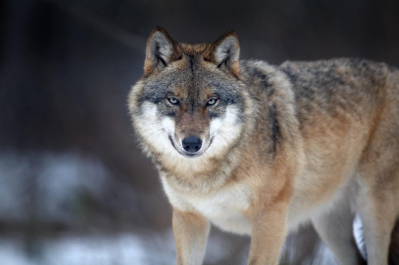 Create meme: wolf auf, wolf wolf, siberian wolf