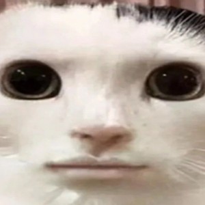 Create meme: stoned cat, smiling cat meme, Pets