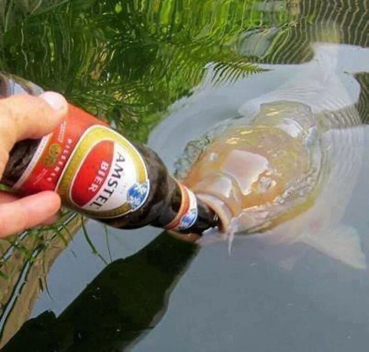 Create meme: drunk fish, fish drinks beer, drunken crucian