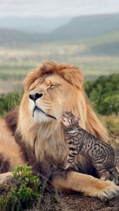 Create meme: Leo, the lion and the tiger, lion and cat pictures