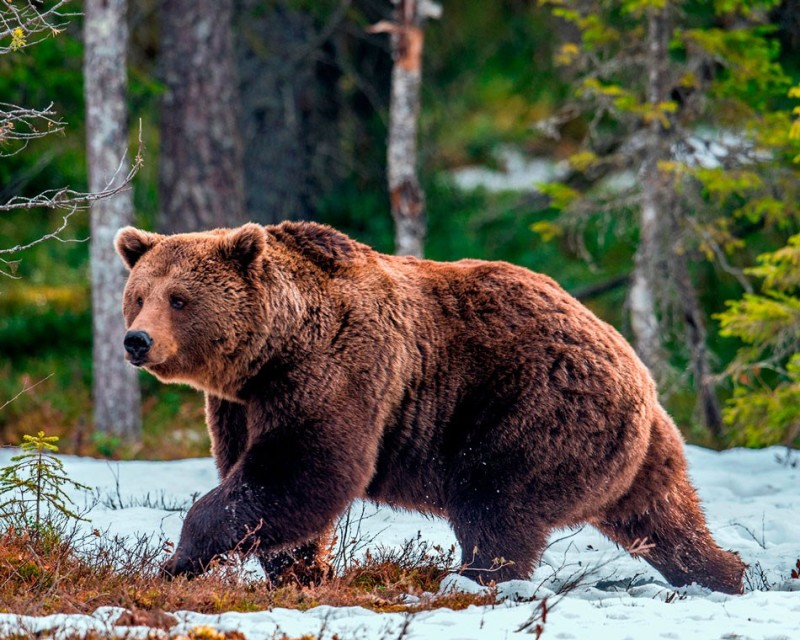 Создать мем: сибирский бурый медведь, медведь, бурый медведь (ursus arctos)