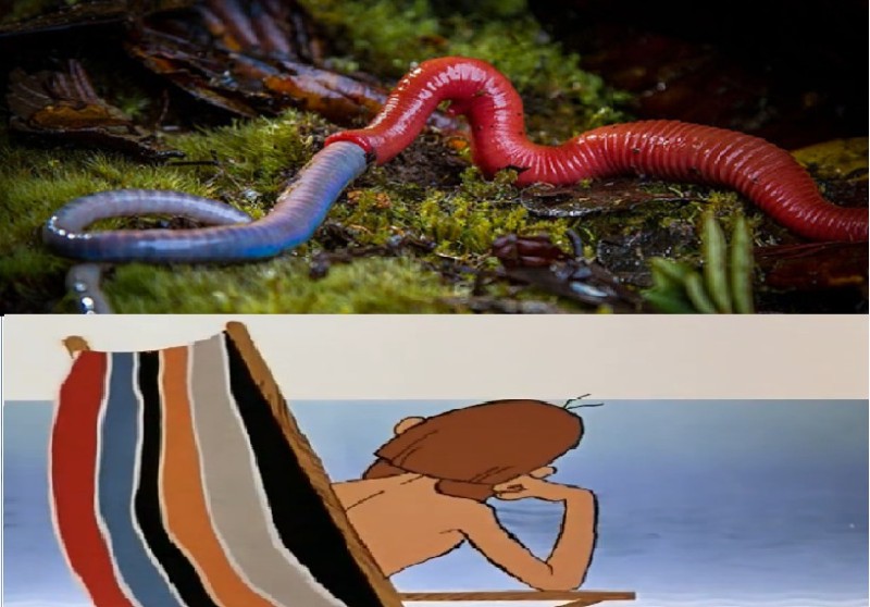 Создать мем: странные черви, дождевой червь, огромная пиявка