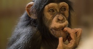 Создать мем: Обезьянки, chimpanzee, обезьяна