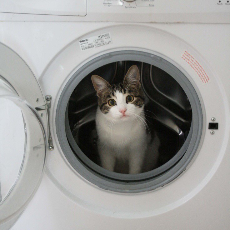 Create meme: The cat looks at the washing machine, cat , cat 