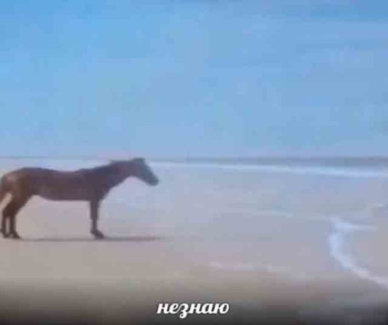 Create meme: horse by the sea meme, horse by the sea, meme horse 
