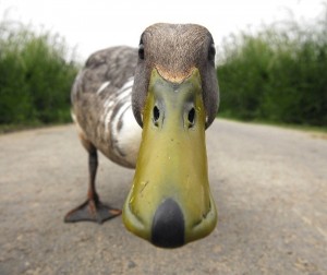 Create meme: anatidaephobia, duck, duck