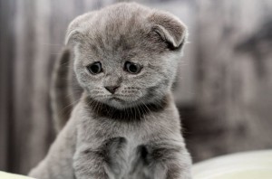 Create meme: sad kitty, Scottish fold cat, fold the Briton