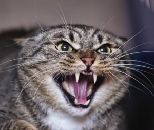 Create meme: the cat hisses, rabid cats, angry cats